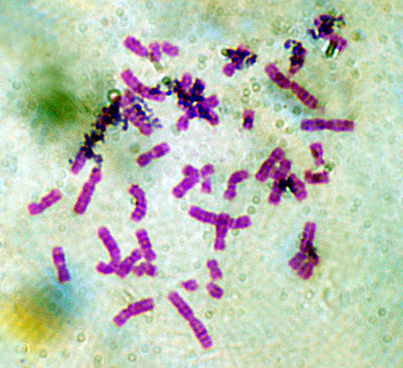 1 microscopio +  binocolo = infinito